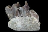 Hyracodon (Running Rhino) Jaw Section - South Dakota #90291-1